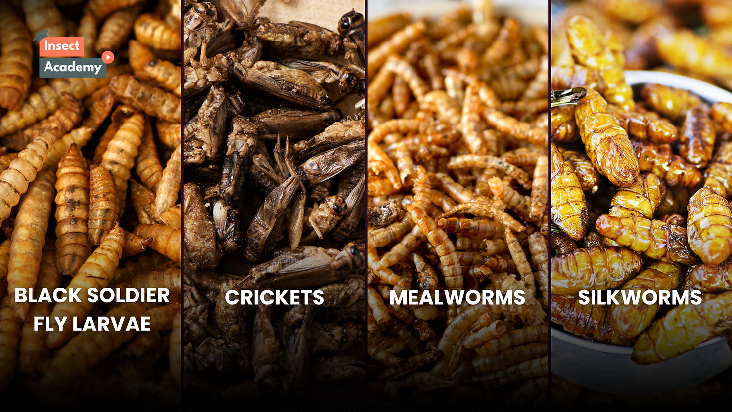 Edible Insects Nutrition Guide: Protein, Fatty Acids, Vitamins, Minerals & More