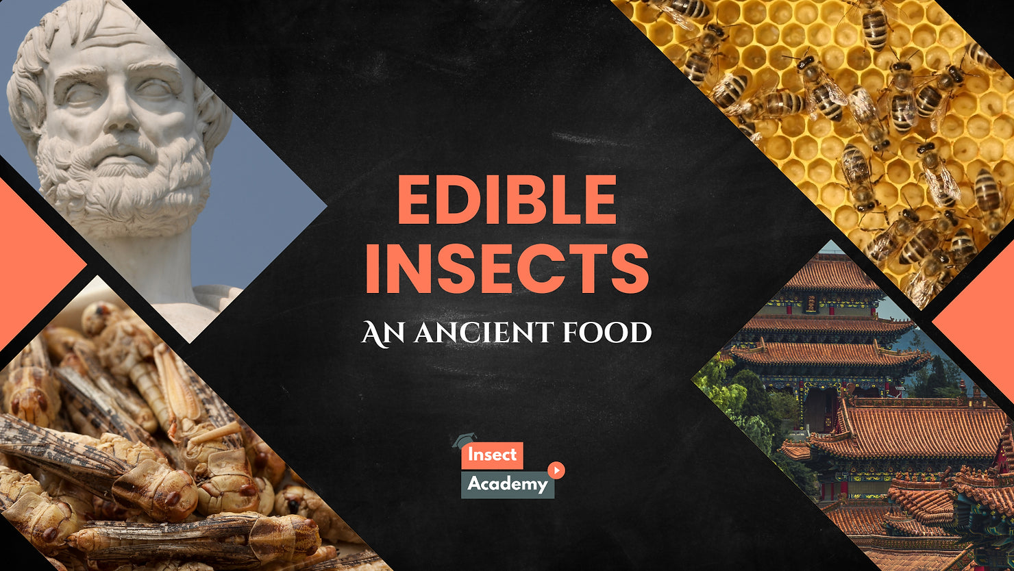 Edible Insects Throughout Human History