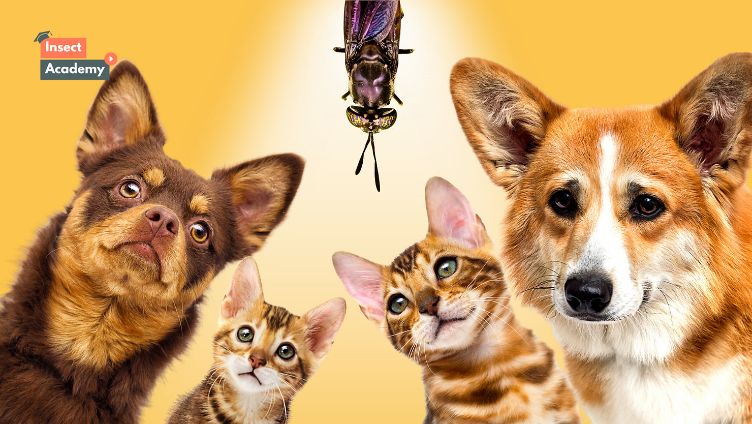 Insects in the Diet of Dogs and Cats: A Trending Nutritious Alternative