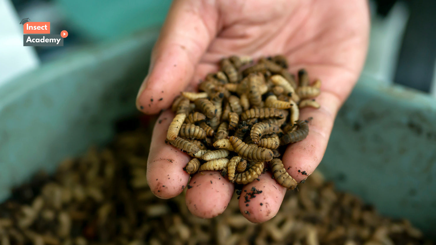 Nutritional Value of Black Soldier Fly Larvae: A Beginner's Guide