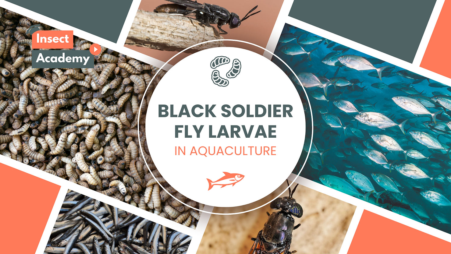 Black Soldier Fly Larvae in Aquaculture: Sparing Pelagic Fish