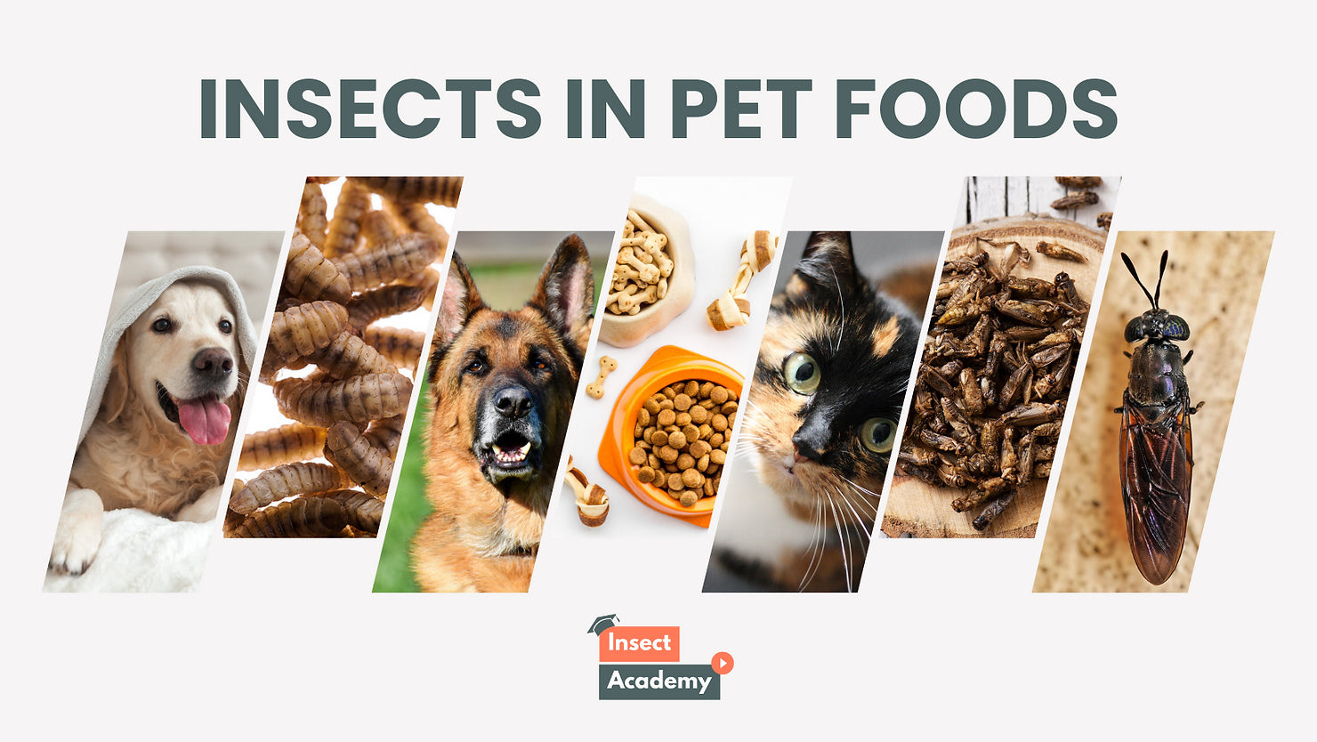 Insect Pet Food: Transforming Pet Nutrition?