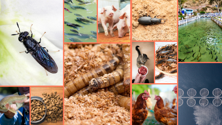 Edible Insects: Food, Feed & Other Applications